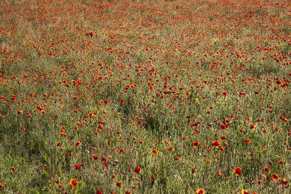 Prachtige zomer landschap van levendige Poppy veld in het Engels Cou — Stockfoto