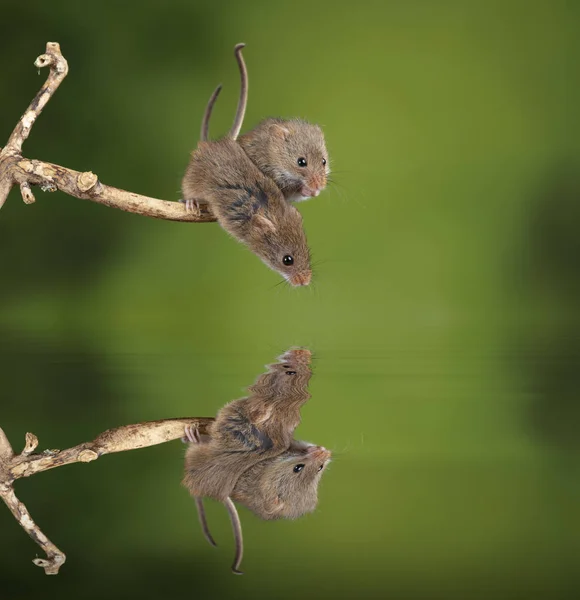 Imádnivaló és aranyos betakarítás egerek Micromys minutus a fa Stick — Stock Fotó