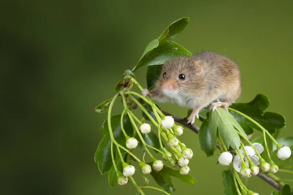 Ładny żniwa myszy Micromys minutus na białym kwiatem foli — Zdjęcie stockowe