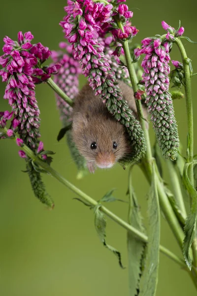 Adorável bonito colheita rato micromys minutus em flor vermelha folia — Fotografia de Stock