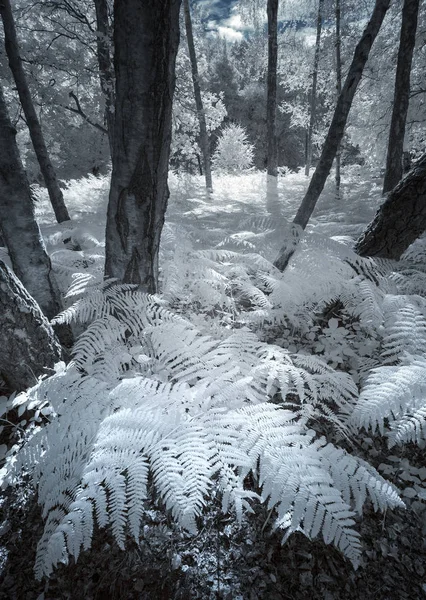 Splendida immagine paesaggistica a infrarossi della foresta in campagna inglesesi — Foto Stock
