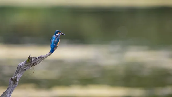 Beautiful vibrant Common Kingfisher Alcedo Atthis perched on bra — Stock Photo, Image