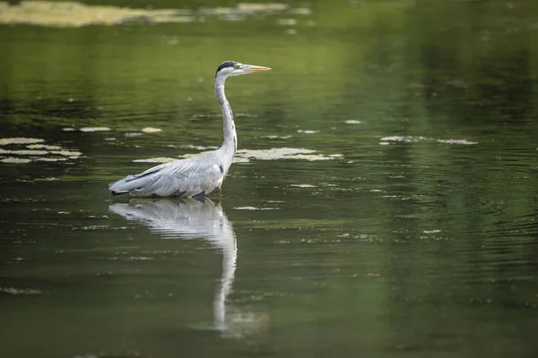 Lenyűgöző Grey Heron Ardea cinerea vadászat élelmiszer, míg mocsári — Stock Fotó