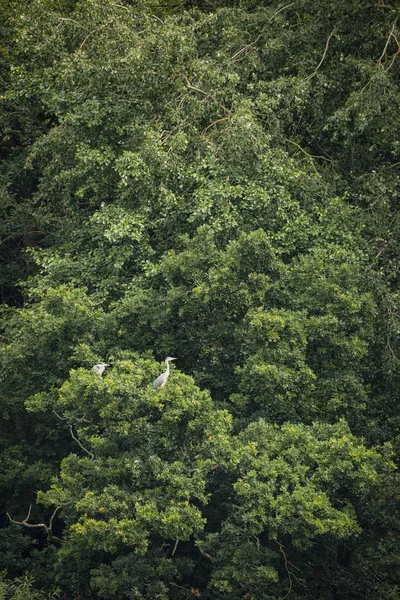 Dvojice olejovaných šedých Heron Ardea cinerea vnoření v zeleném stromu — Stock fotografie