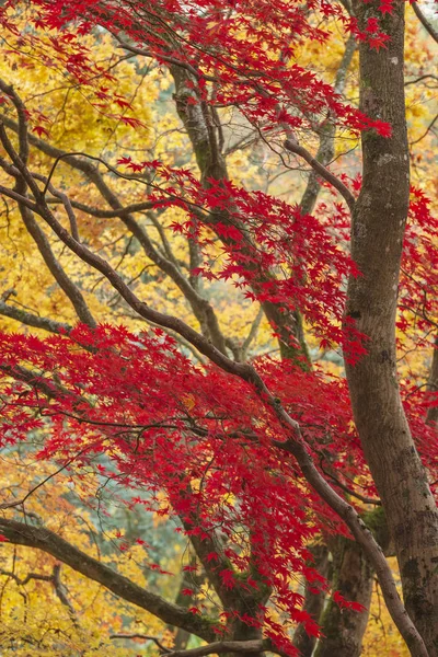 Beaux colorés rouge vif et jaune érable japonais arbres i — Photo