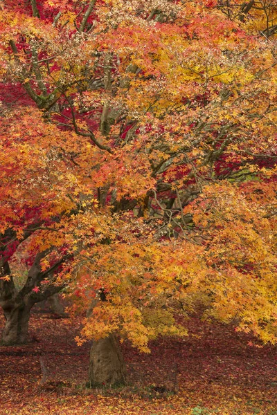 Hermoso colorido vibrante rojo y amarillo arce japonés árboles i — Foto de Stock