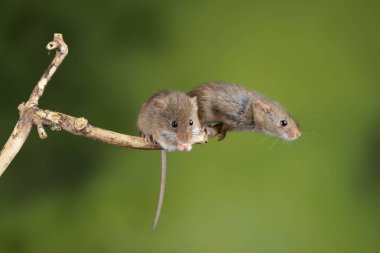 Ahşap sopa üzerinde çok güzel ve sevimli hasat fareler micromys minutus 