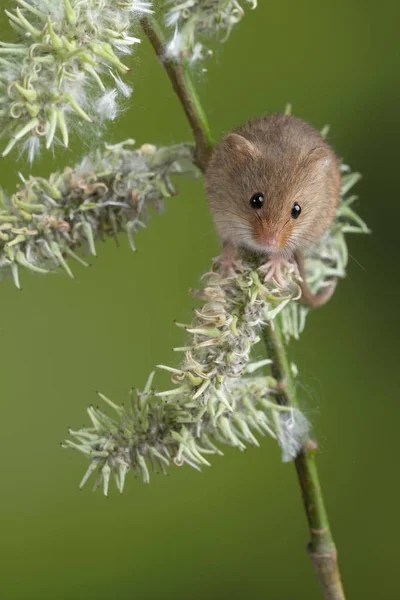 Entzückende süße Ernte Mäuse micromys minutus auf weißen Blüten foli — Stockfoto