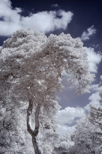 Superbe image de paysage infrarouge de la forêt dans les pays anglaissi — Photo