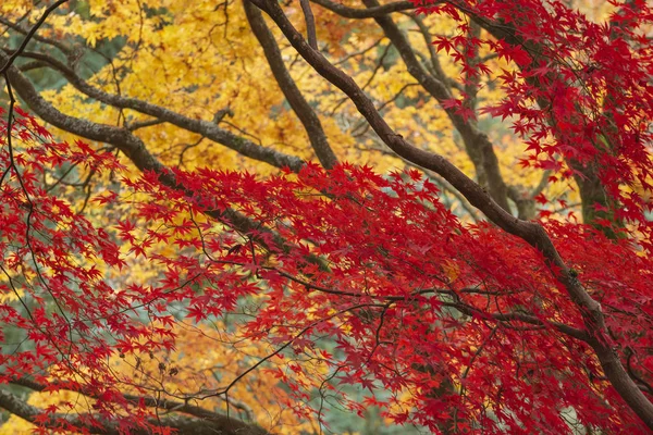 Beaux colorés rouge vif et jaune érable japonais arbres i — Photo