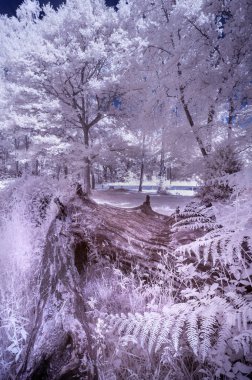 İngilizce countrysi orman Çarpıcı kızılötesi manzara görüntüsü