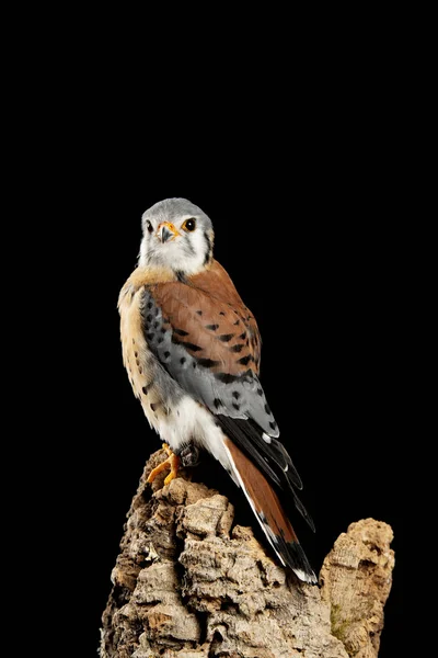 Stunning portrait of American Kestrel Falconidae in studio setti — Stock Photo, Image