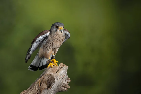 Stunning portrait of Kestrel Falco Tinnunculus in studio setting — Stock Photo, Image