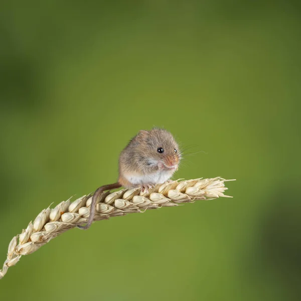 Entzückende süße Erntemäuse micromys minutus auf Weizenstiel mit — Stockfoto