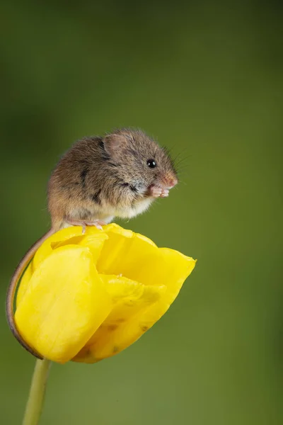 Entzückende süße Ernte Mäuse micromys minutus auf gelben Tulpenfluss — Stockfoto