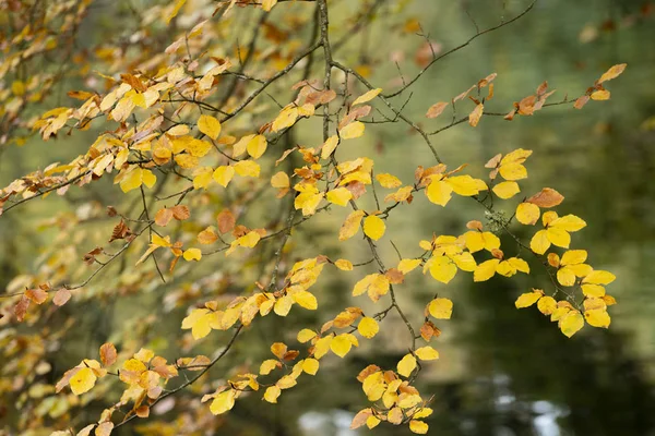 Beau coloré vibrant Automne Automne forêt forêt paysage — Photo