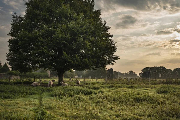 夏の間に木の下で目覚める羊の美しい風景 — ストック写真