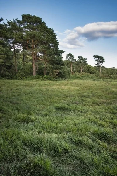 Hermoso paisaje de verano de claro bosque durante la noche s — Foto de Stock