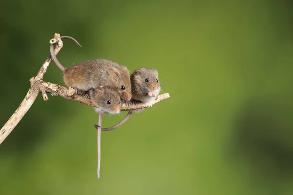 Entzückende und süße Erntemäuse micromys minutus auf Holzstab — Stockfoto