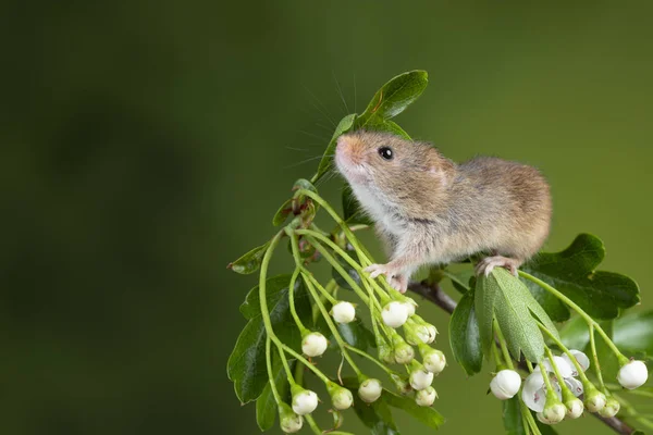 Imádnivaló aranyos betakarítás egerek Micromys minutus fehér virág Asztalos — Stock Fotó