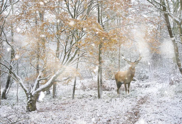 Beautiful red deer stag in snow covered festive season Winter fo — Stock Photo, Image