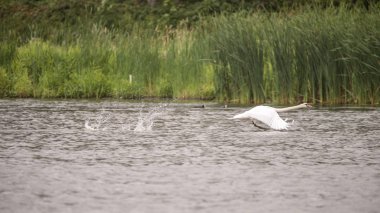 İngilizce coun su üzerinde güzel dilsiz kuğu Cygnus Olor iniş