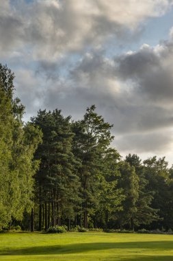 Güzel yumuşak orman Çarpıcı Yaz günbatımı manzara görüntü 
