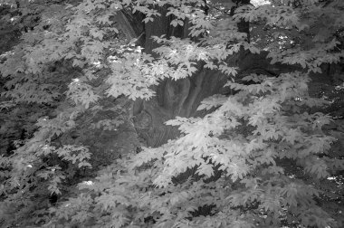 İngilizce countrysi orman Çarpıcı kızılötesi manzara görüntüsü