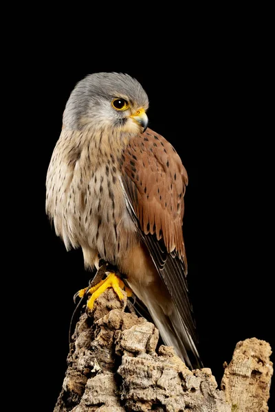 Stüdyo ortamında Kestrel Falco tinnunculus çarpıcı portait — Stok fotoğraf