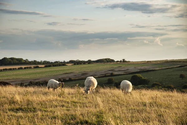 Koyun otlatma güzel canlı Yaz akşamı manzara görüntü — Stok fotoğraf