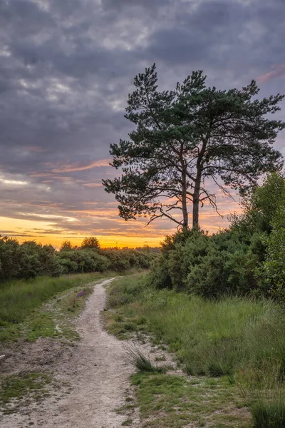 Stunning Summer landscape image of woodland during sunset with s — Stock Photo, Image