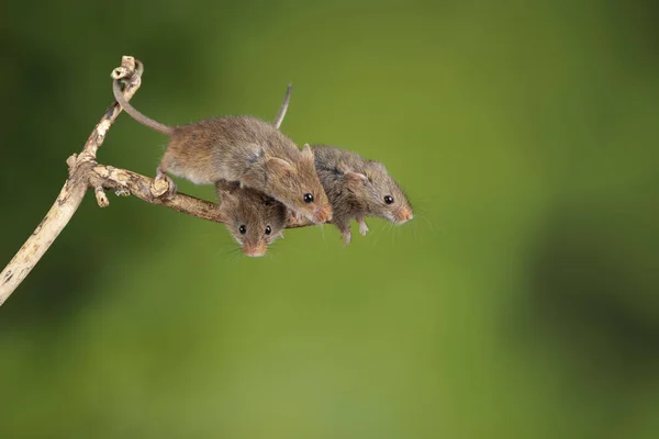 Bedårande och söt skörd möss Micromys minutus på träpinne — Stockfoto