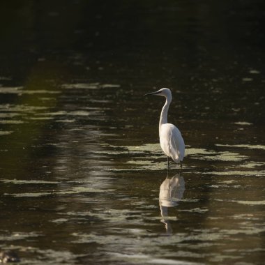 Çarpıcı Küçük Egret Egretta Grazetta sığ wa ile wading