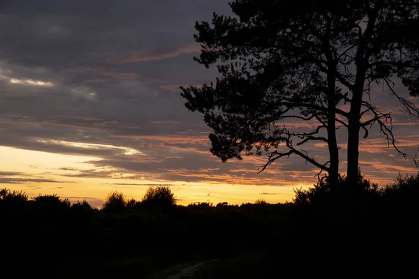 Impressionante Verão imagem da paisagem da floresta durante o pôr do sol com s — Fotografia de Stock