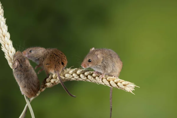 Entzückende süße Erntemäuse micromys minutus auf Weizenstiel mit — Stockfoto