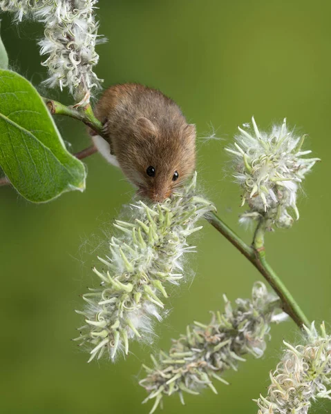 Entzückende süße Ernte Mäuse micromys minutus auf weißen Blüten foli — Stockfoto