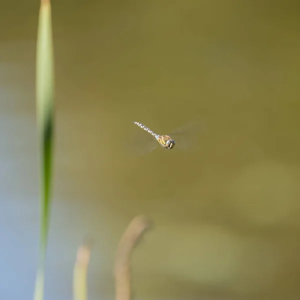 Çarpıcı İmparator Dragonfly Anax Imperator böcek ile uçuş — Stok fotoğraf