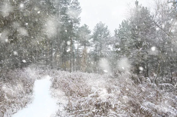 Bellissimo sentiero attraverso la foresta con neve a terra e autunno co — Foto Stock