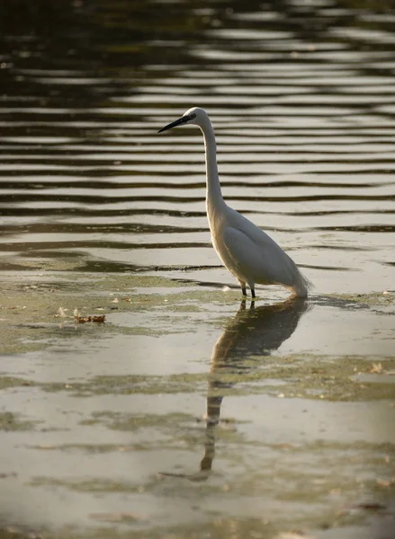 Bedövning liten Egret Egretta Grazetta vada genom grunda WA — Stockfoto