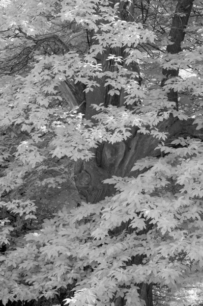 İngilizce countrysi orman Çarpıcı kızılötesi manzara görüntüsü — Stok fotoğraf