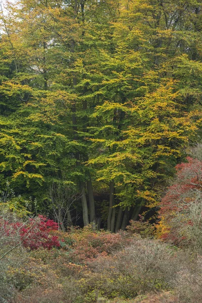 美しいカラフルな鮮やかな秋秋の森の森の風景 — ストック写真