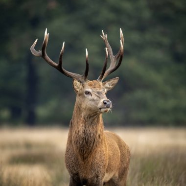 Sonbaharda kızıl geyik geyiği Cervus Elaphus 'un dikim portresi 