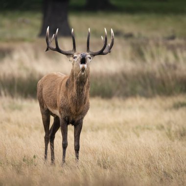 Sonbaharda kızıl geyik geyiği Cervus Elaphus 'un dikim portresi 