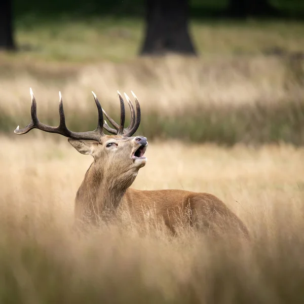 Varrás portré vörös szarvas szarvas szarvasszarvas Cervus Elaphus ősszel — Stock Fotó