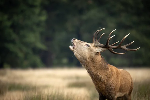 Sutning portret van edelhert hert Cervus Elaphus in de herfst herfst herfst — Stockfoto