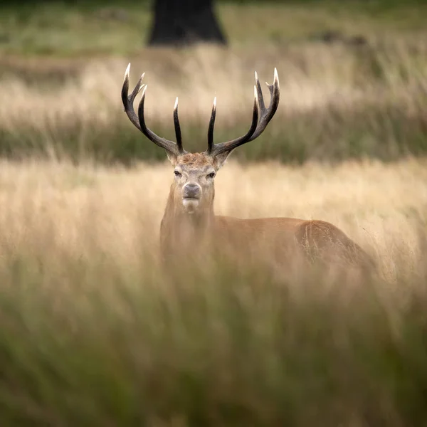 Varrás portré vörös szarvas szarvas szarvasszarvas Cervus Elaphus ősszel — Stock Fotó