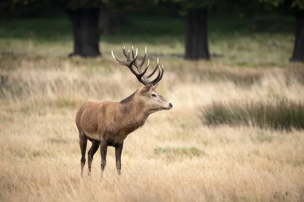 Sutning retrato de ciervo rojo ciervo Cervus Elaphus en otoño — Foto de Stock