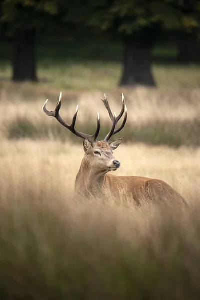 Sutning retrato de veado vermelho veado Cervus Elaphus no outono Outono — Fotografia de Stock