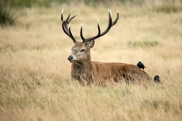 Sutning retrato de veado vermelho veado Cervus Elaphus no outono Outono — Fotografia de Stock