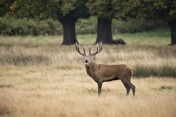 Varrás portré vörös szarvas szarvas szarvasszarvas Cervus Elaphus ősszel — Stock Fotó